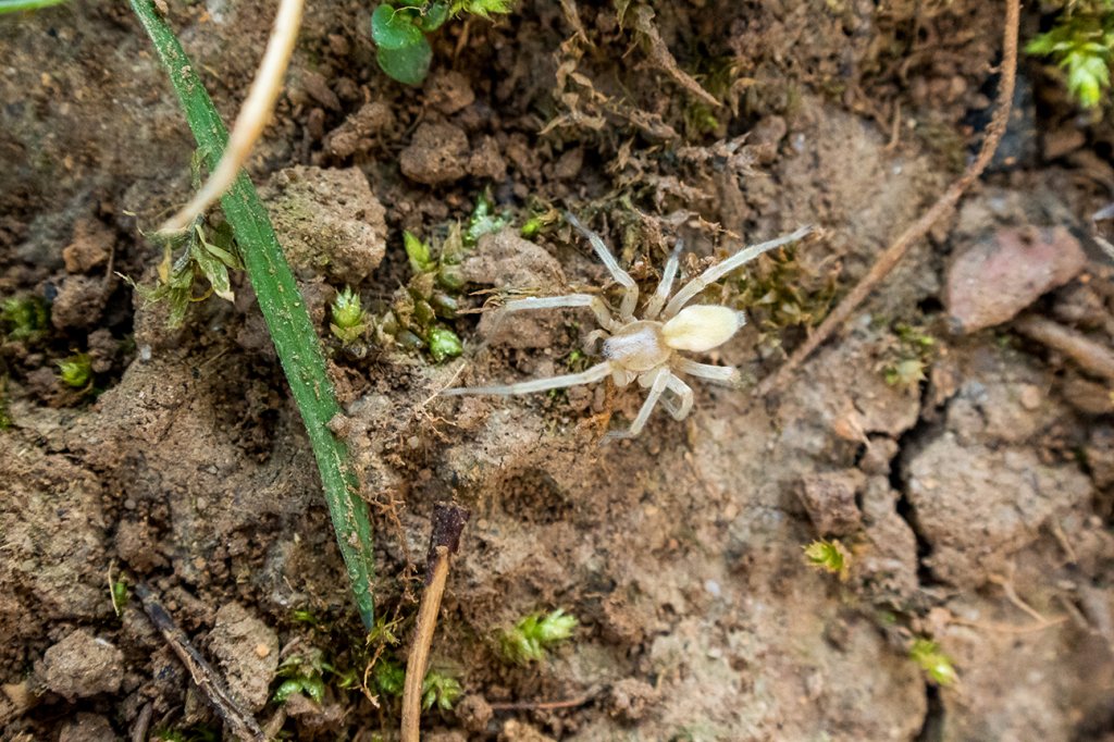 Araneidae sling (sp ??)