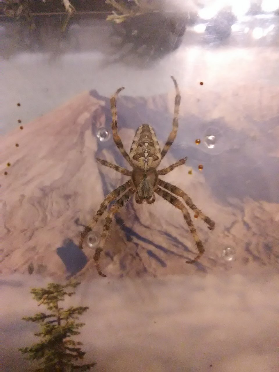 Araneus diadematus 2