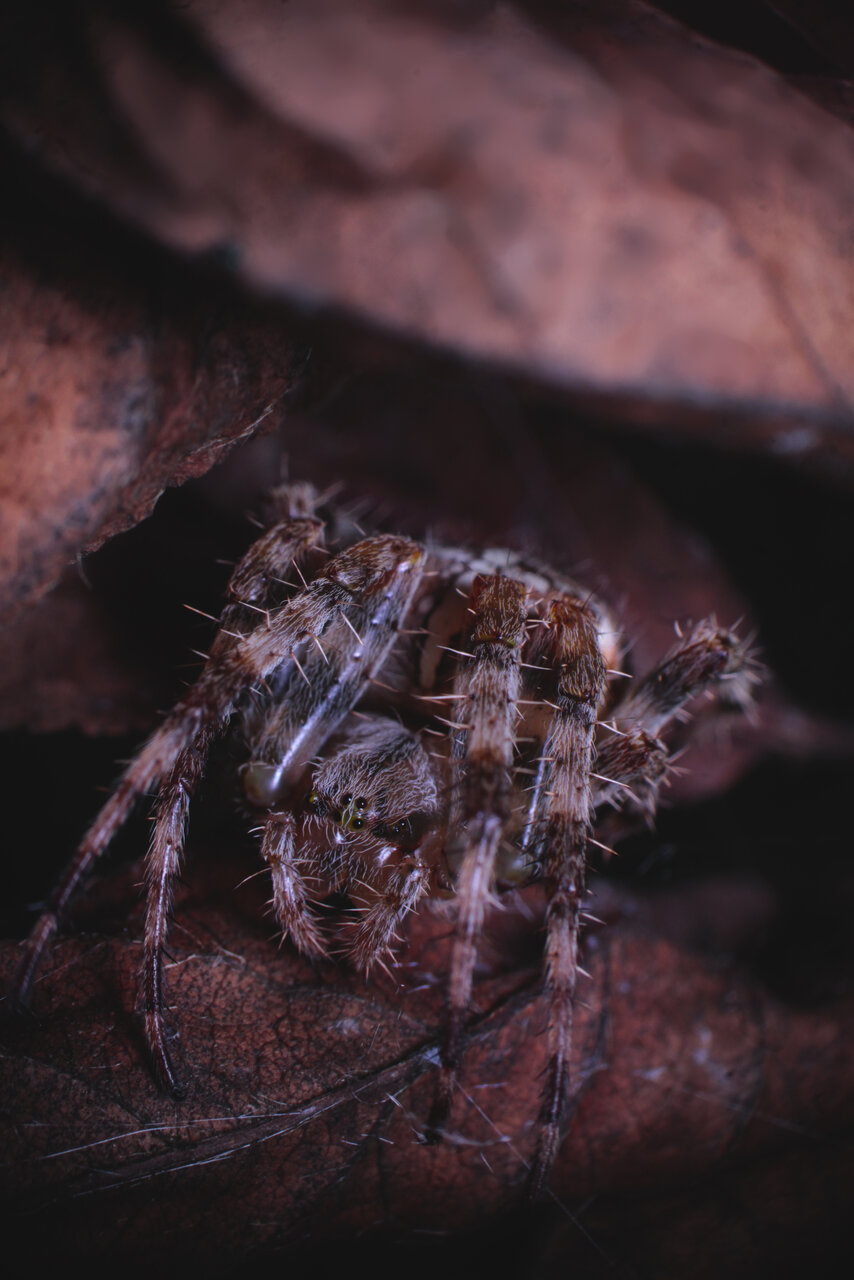 Araneus diadematus,again - tighter shot