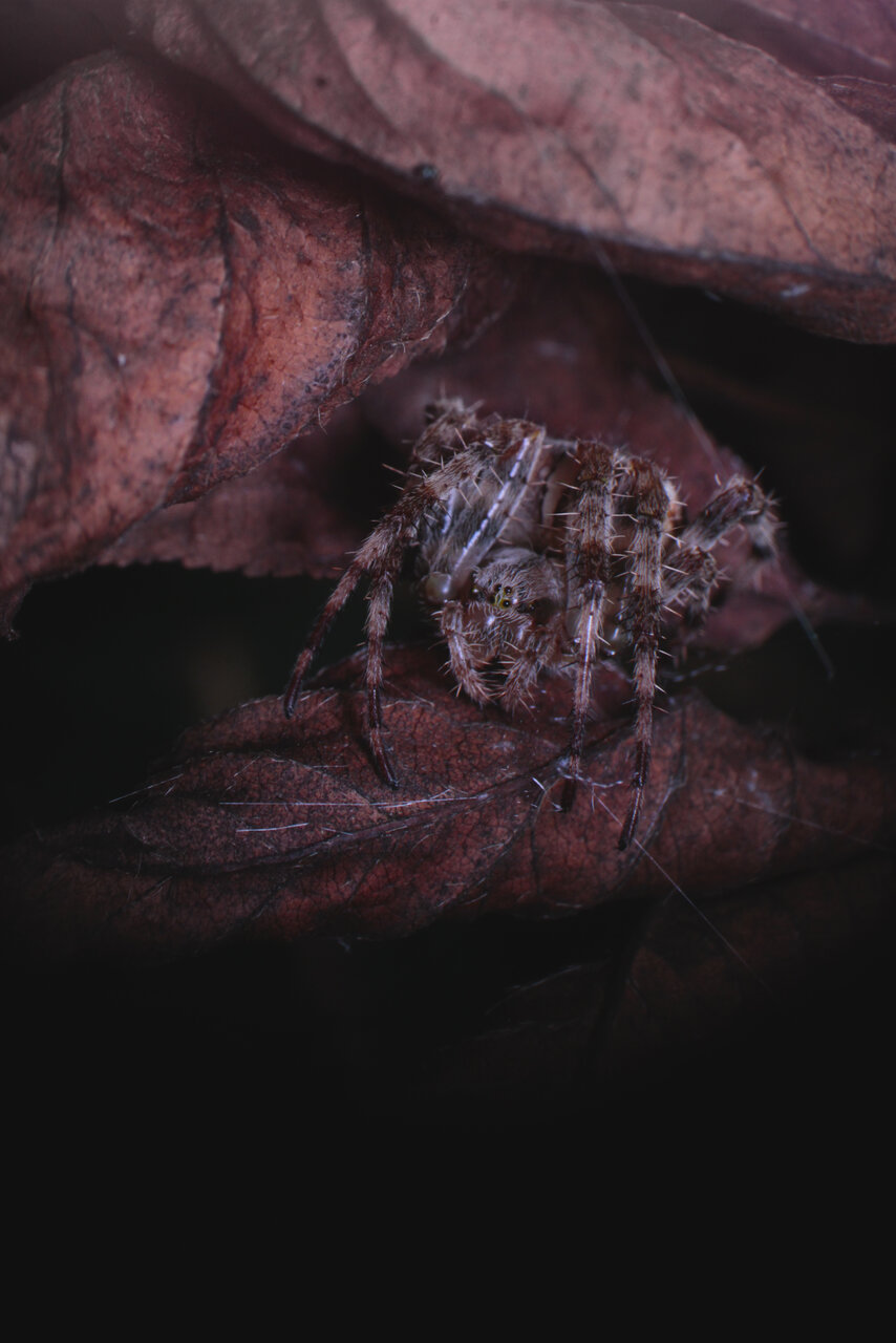 Araneus diadematus,again - wider shot