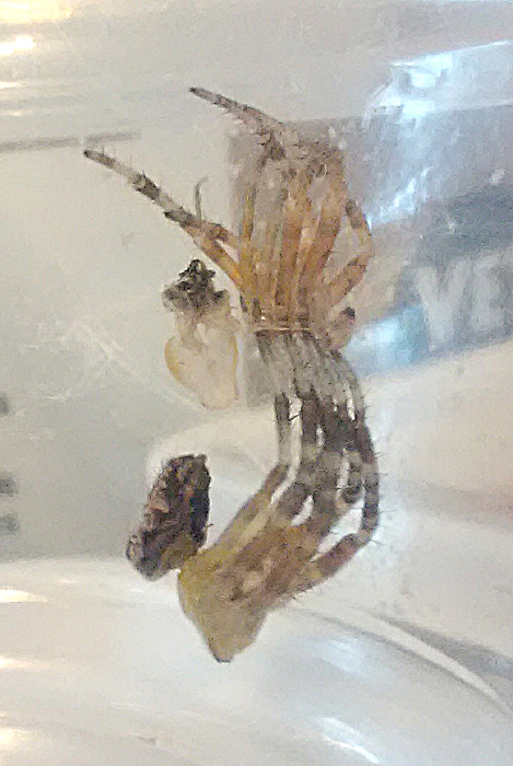 Araneus diadematus Molting