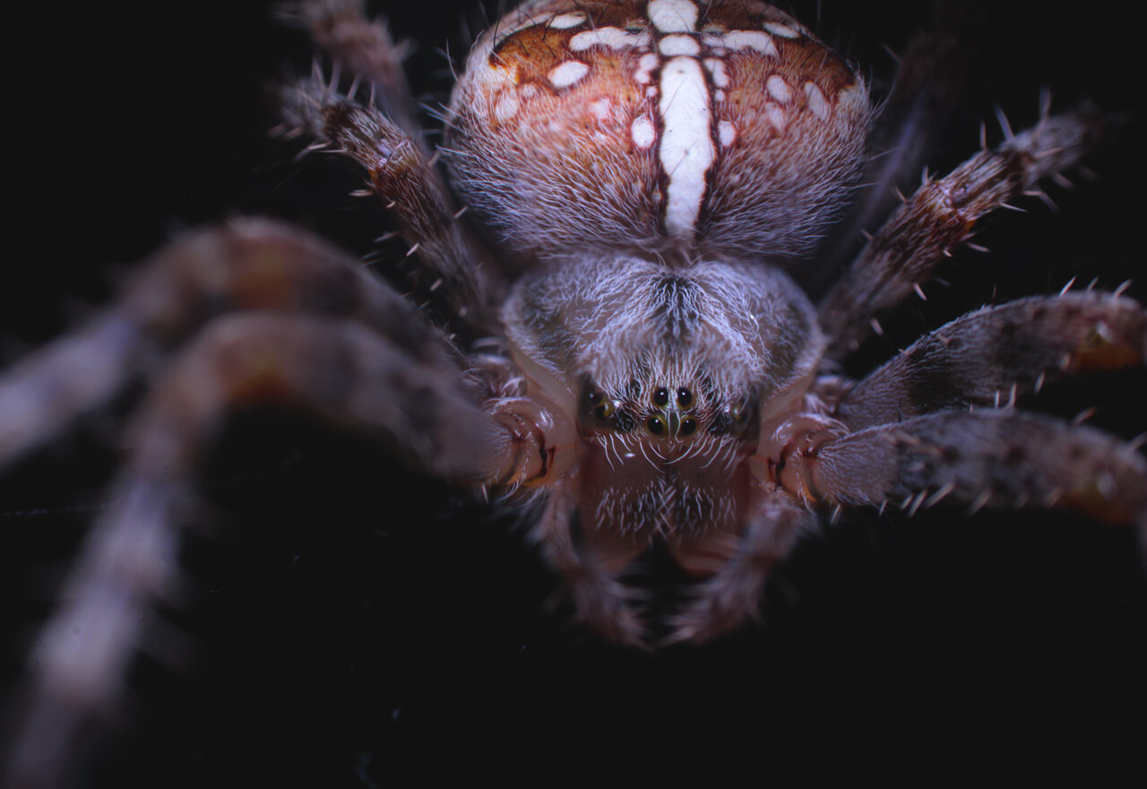 Araneus diadematus - tight shot