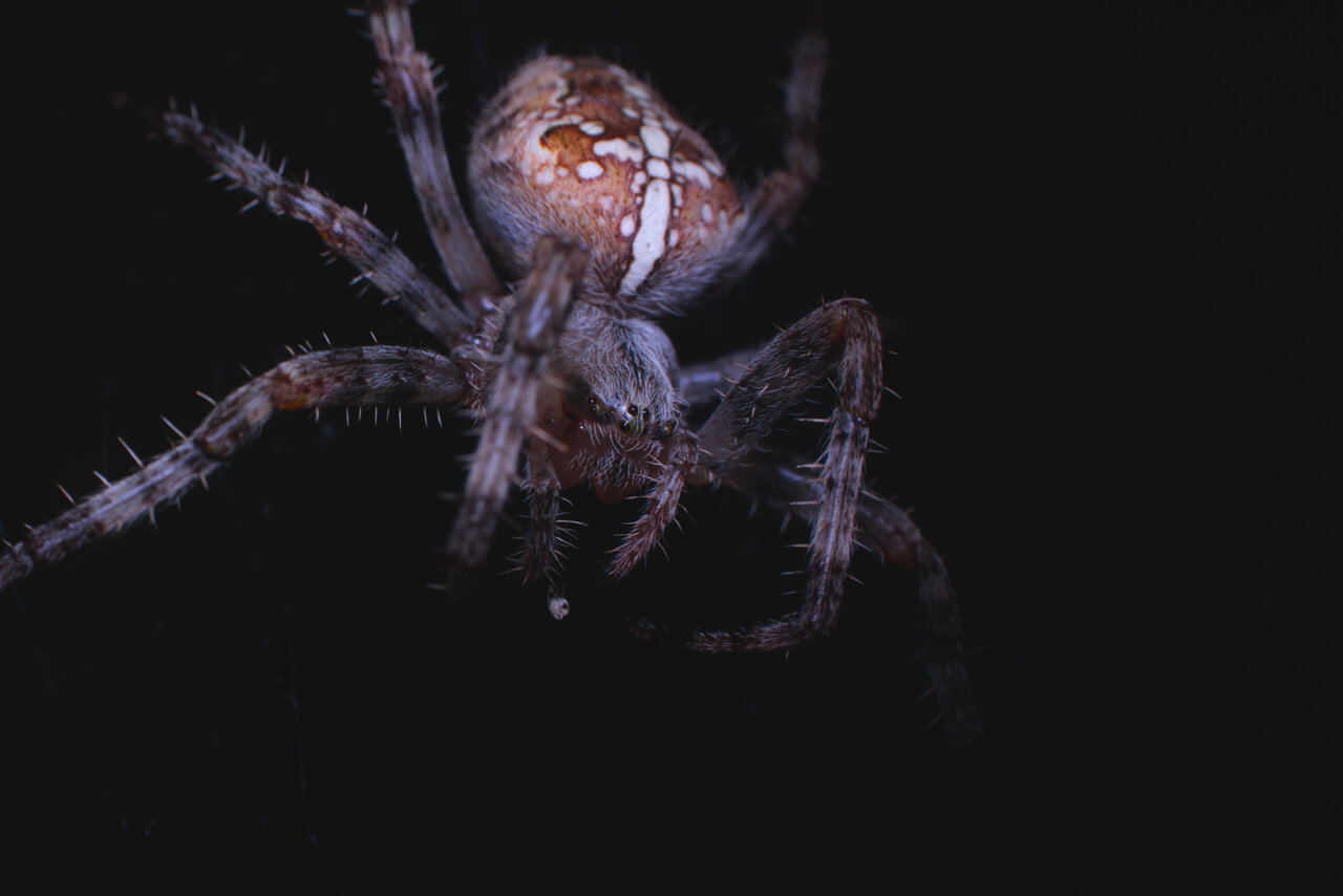 Araneus diadematus - wide shot