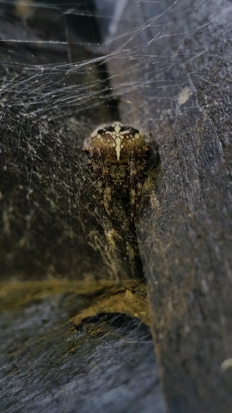 Araneus Diadematus