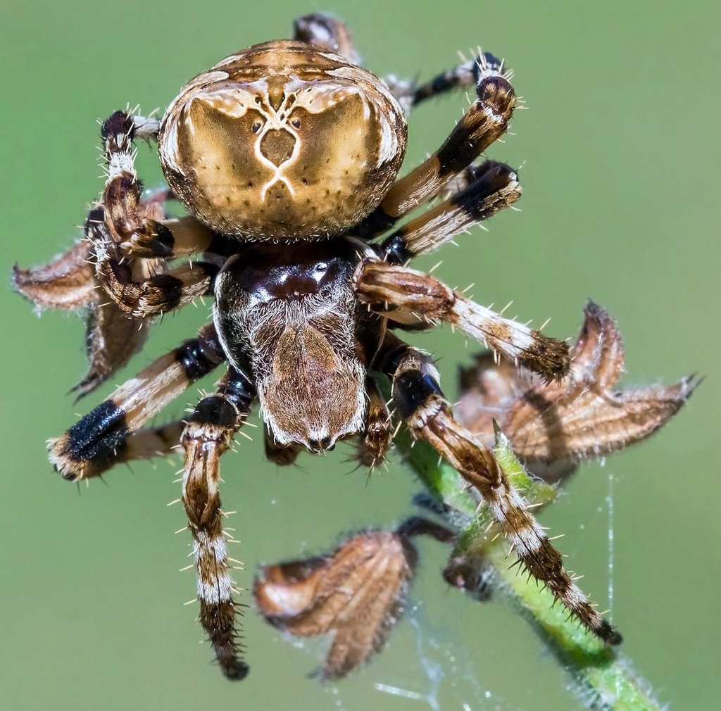 Araneus grossus (C. L. Koch, 1844)