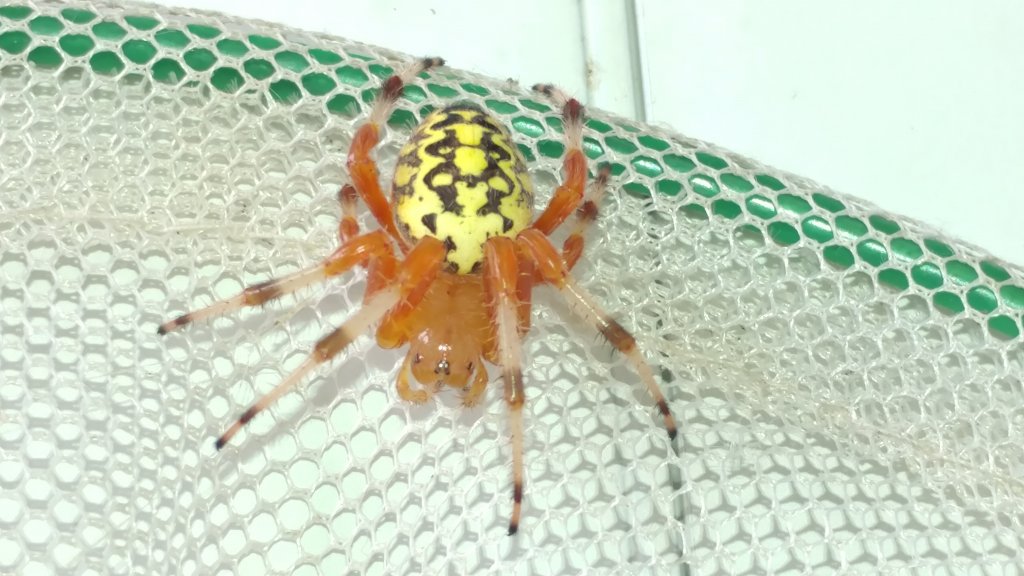 Araneus marmoreus