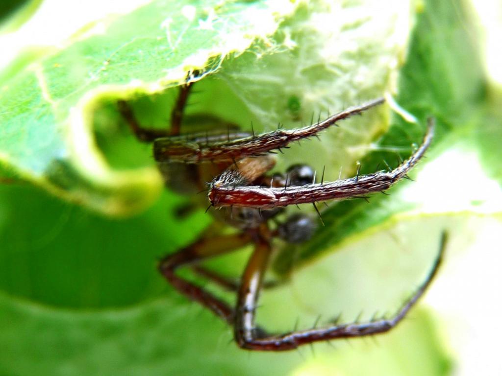 Araneus sp. male