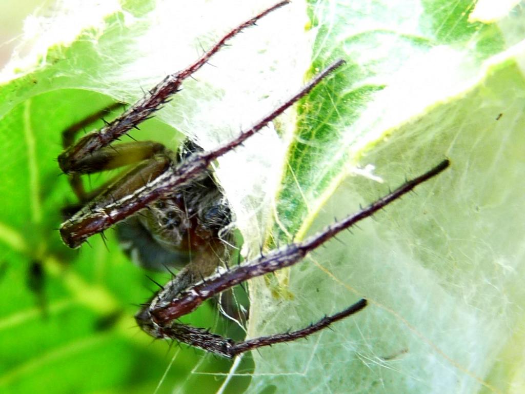 Araneus sp. male