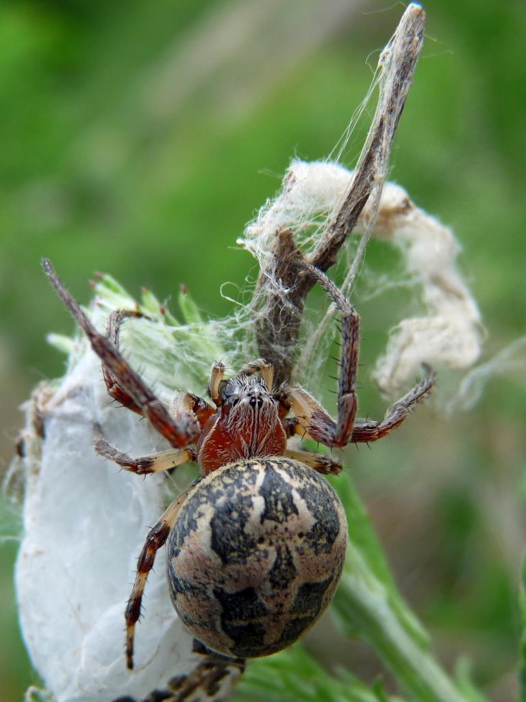 Araneus sp.