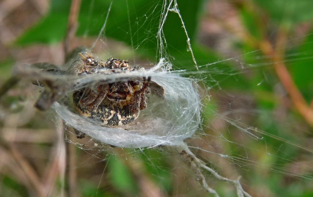 Araneus sp.