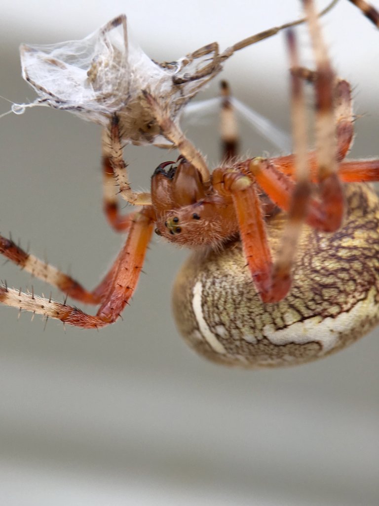 Araneus Sp.