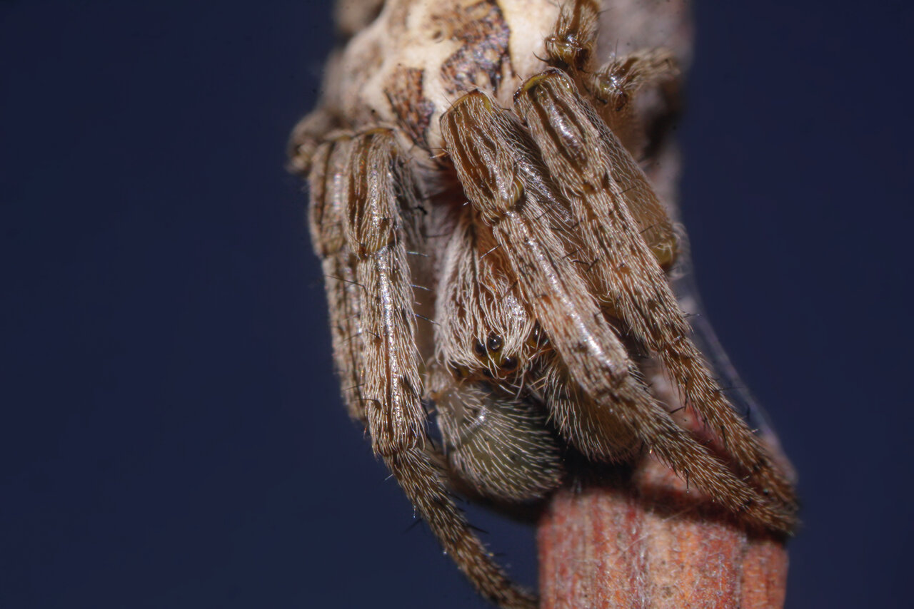 Araneus Spp.