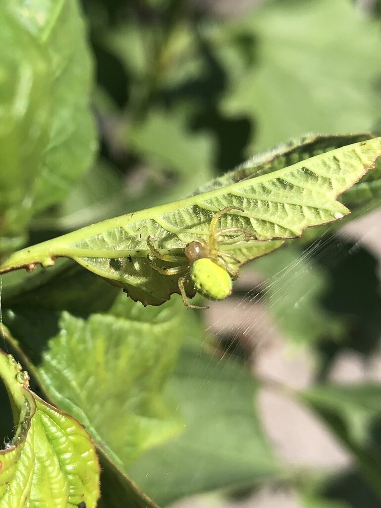 Araniella curcurbitina