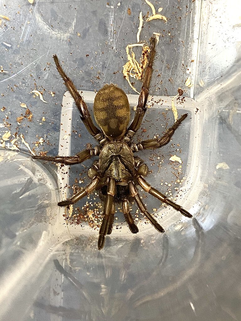 Arbanitis sp. “Bellthorpe tube web”