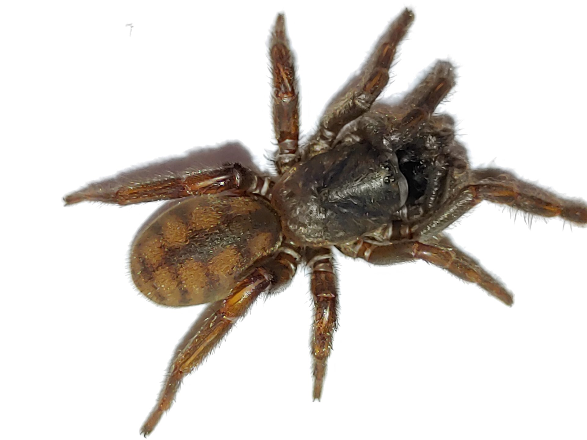 Arbanitis sp. Barrington Tops 3