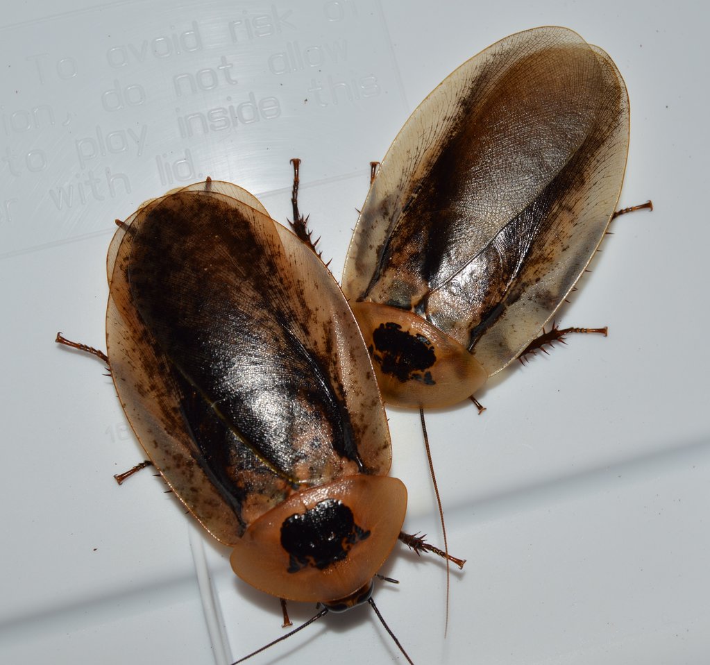 Archimandrita tesselata(Peppered Roach) Adult Pair