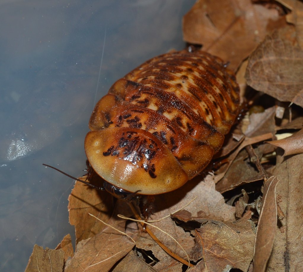 Archimandrita tesselata(Peppered Roach) Nymph