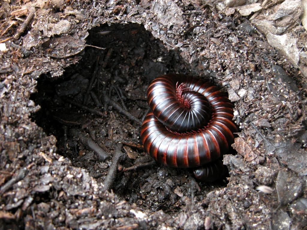 Archispirostreptus gigas female in Molting Chamber