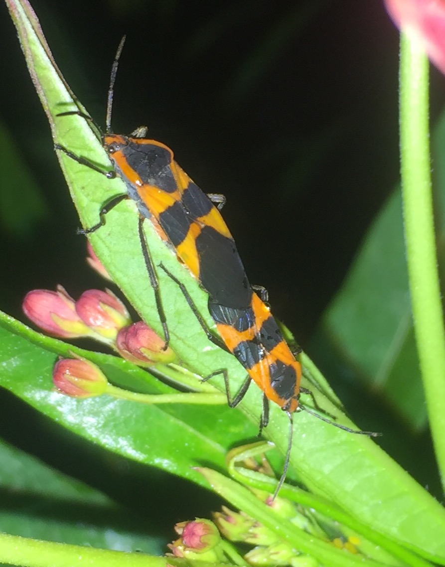 Are these assassin bugs?