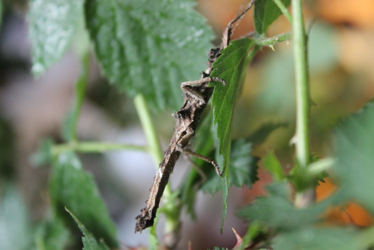 Aretaon asperrimus L4 "drying" itself