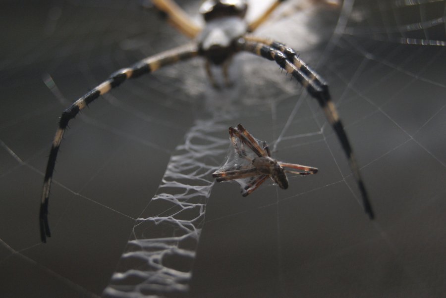 Argiope 2