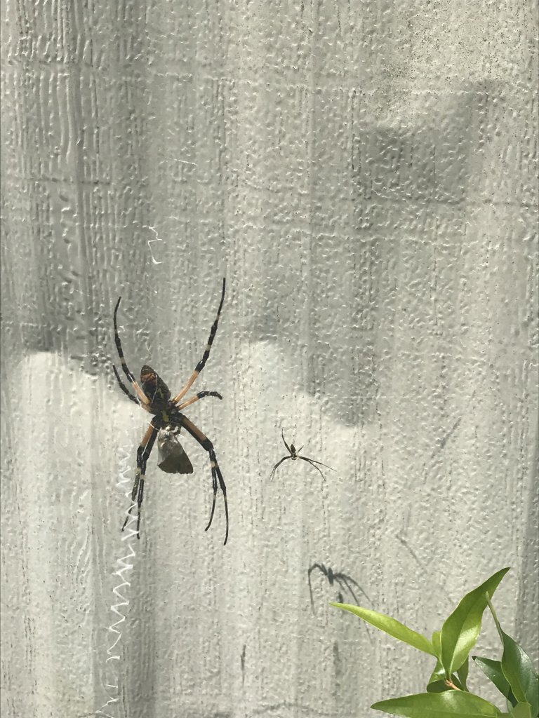 Argiope aurantia W/ male