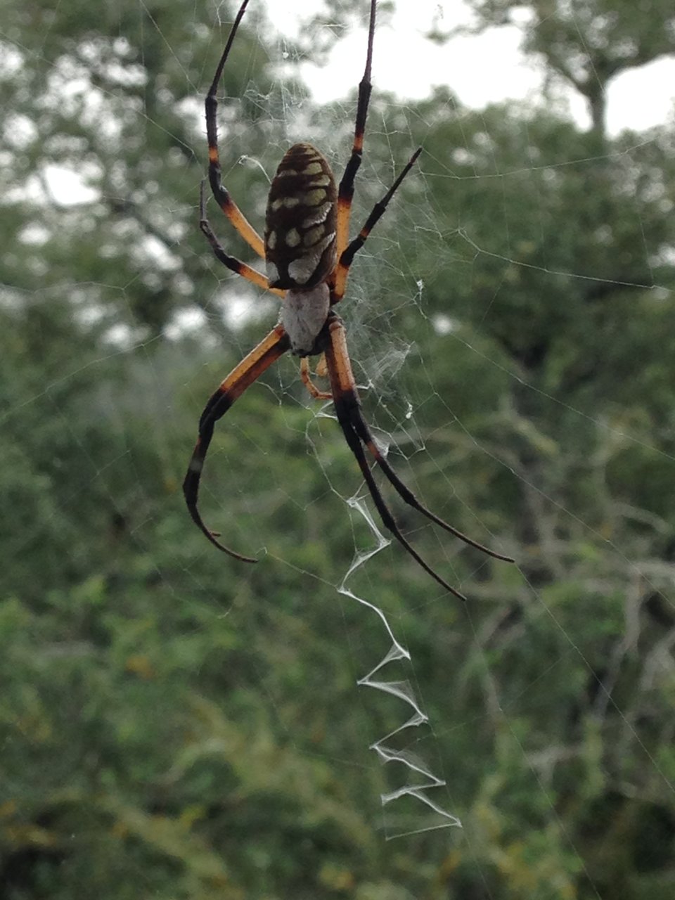 Argiope aurantia