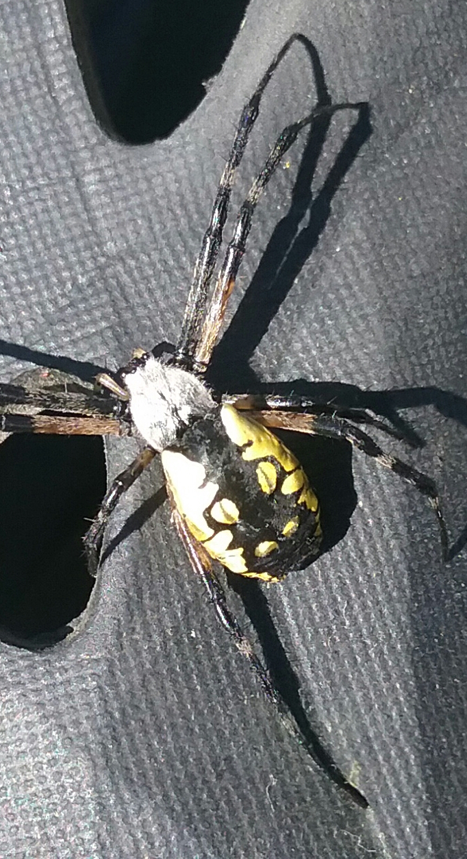 Argiope aurantia