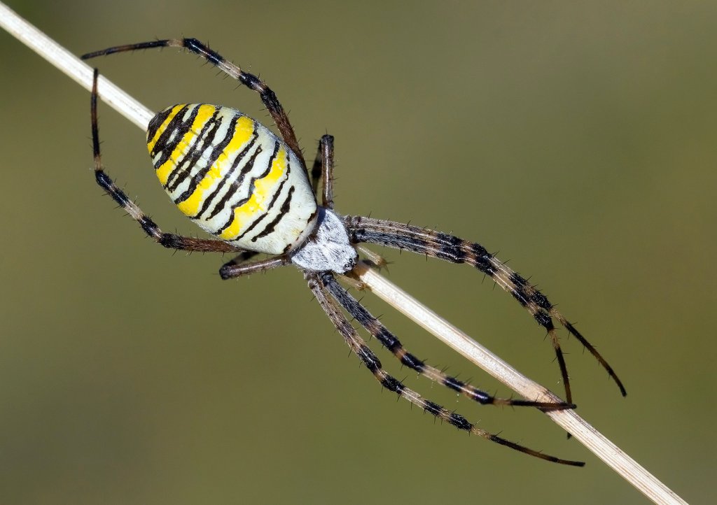 Argiope bruennichi (Scopoli, 1772)