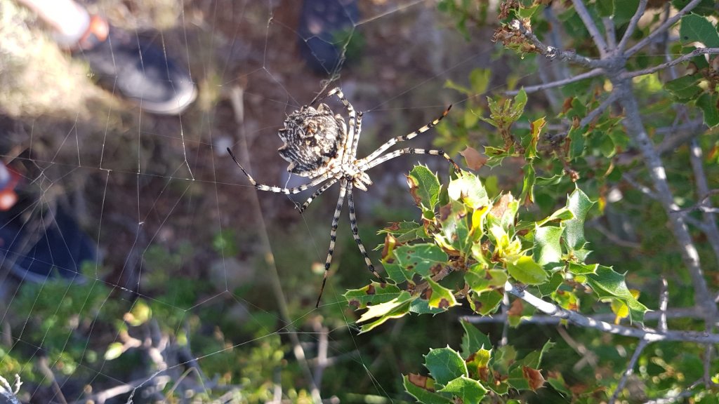 Argiope lobata