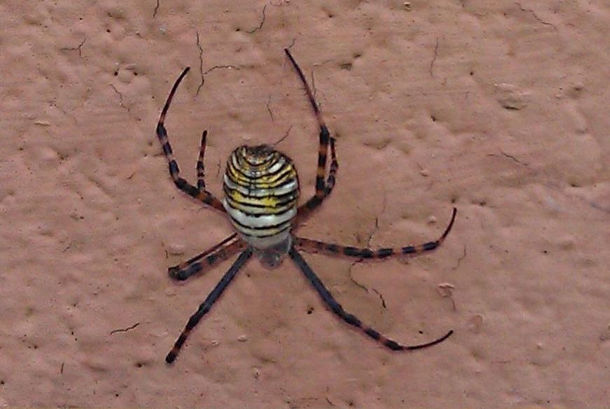 Argiope trifasciata