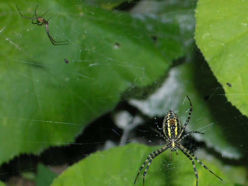 Argiope With Male