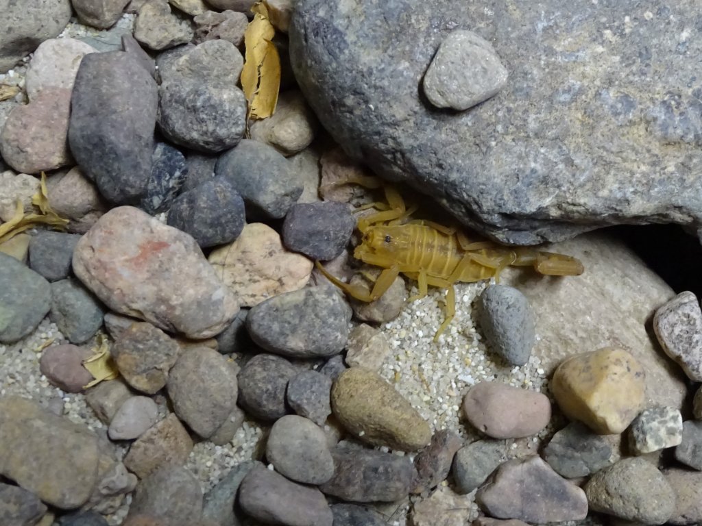 Arizona Bark Scorpion (centruroides sculpturatus)