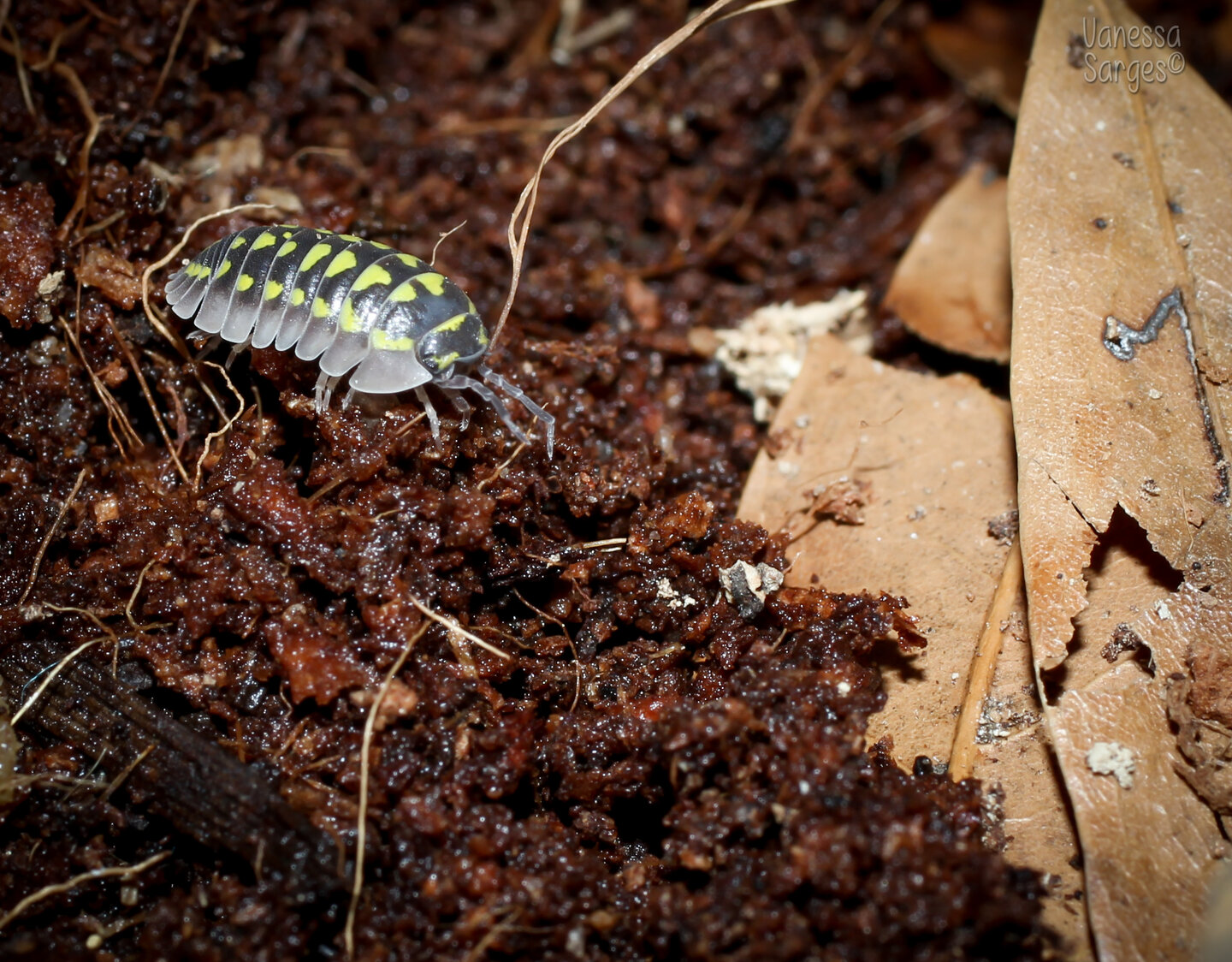 Armadillidium gestroi