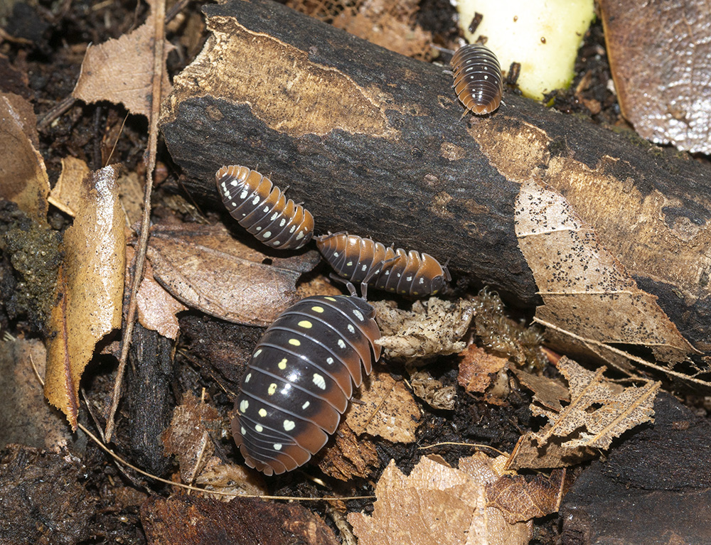 Armadillidium klugii