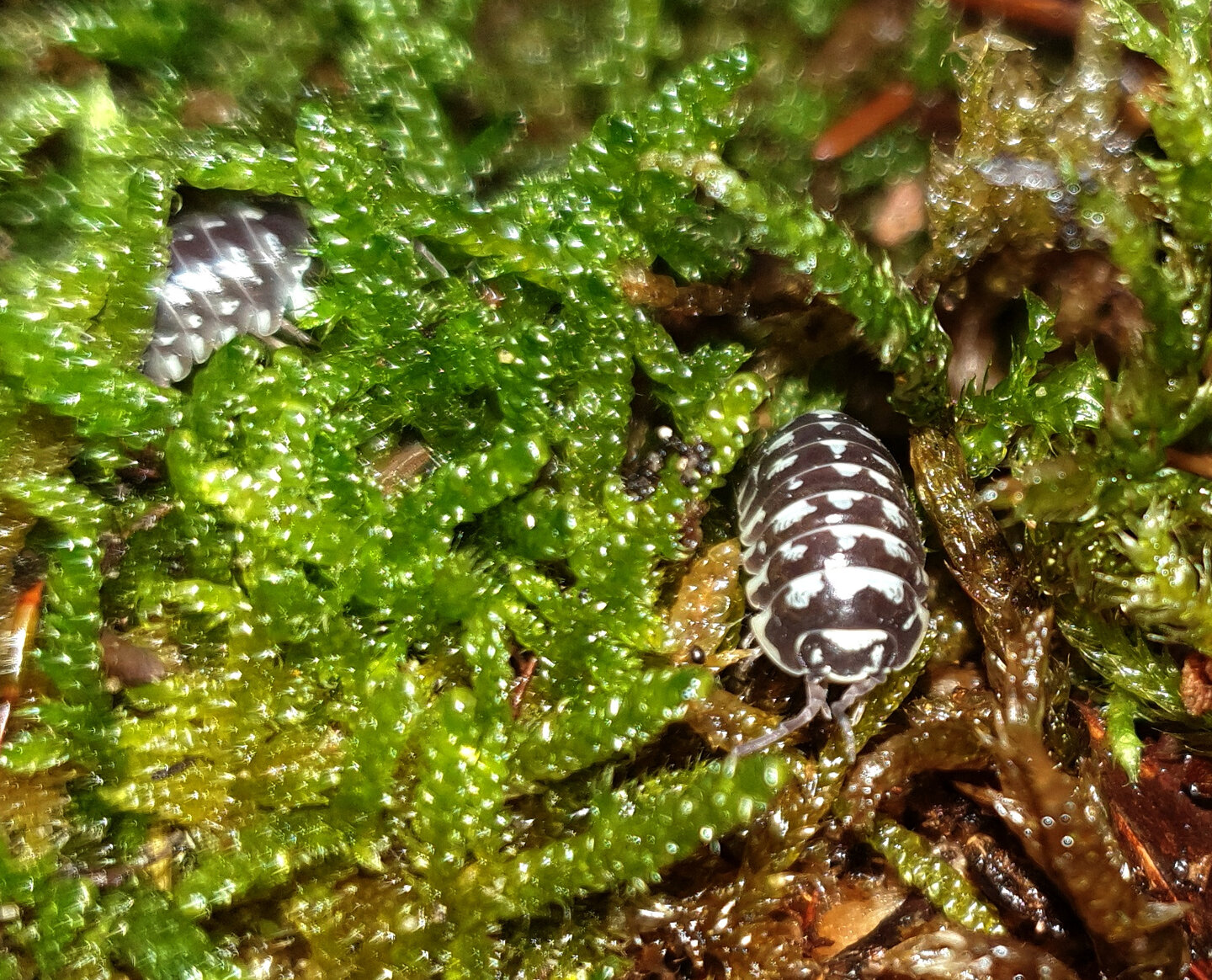 Armadillidium maculatum