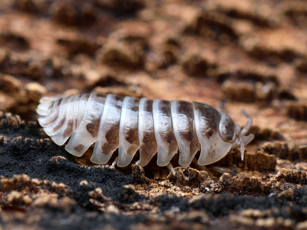 Armadillidium maculatum