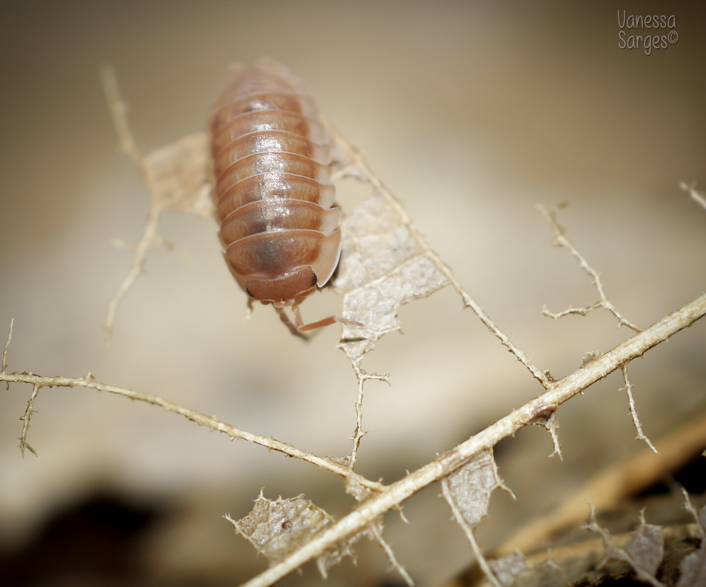 Armadillidium nasatum "Peach"