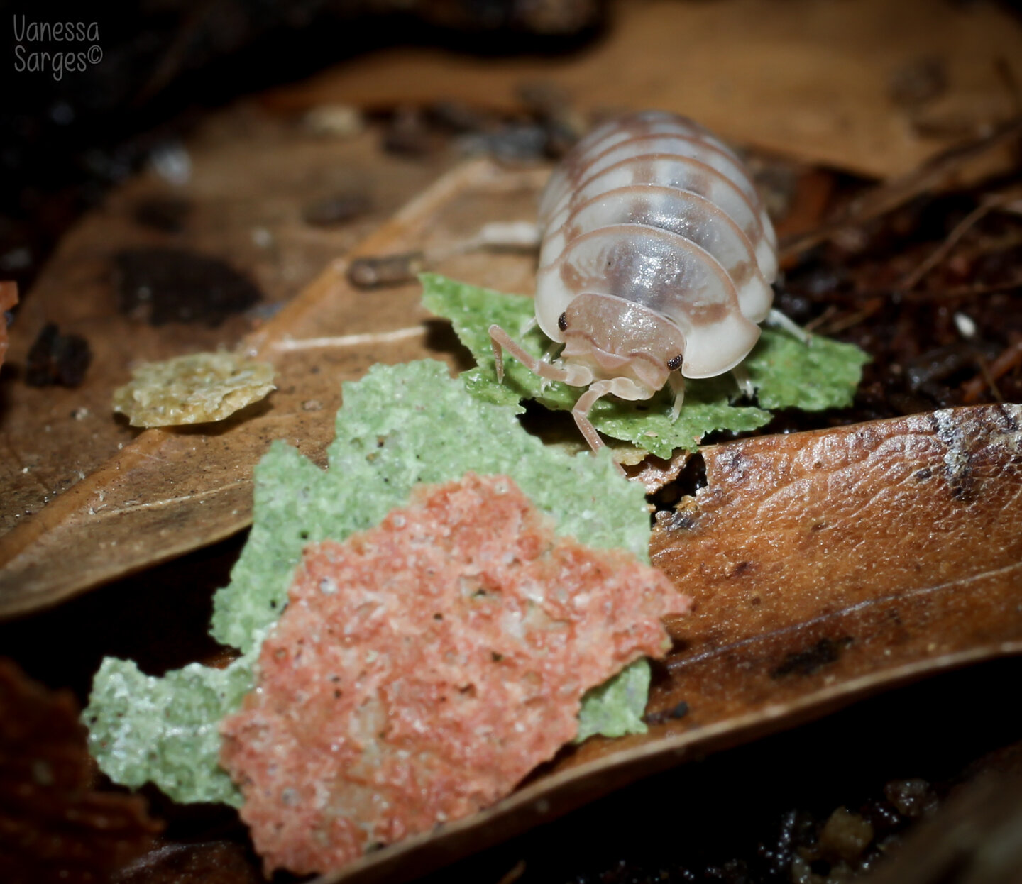 Armadillidium nasatum "Peach"