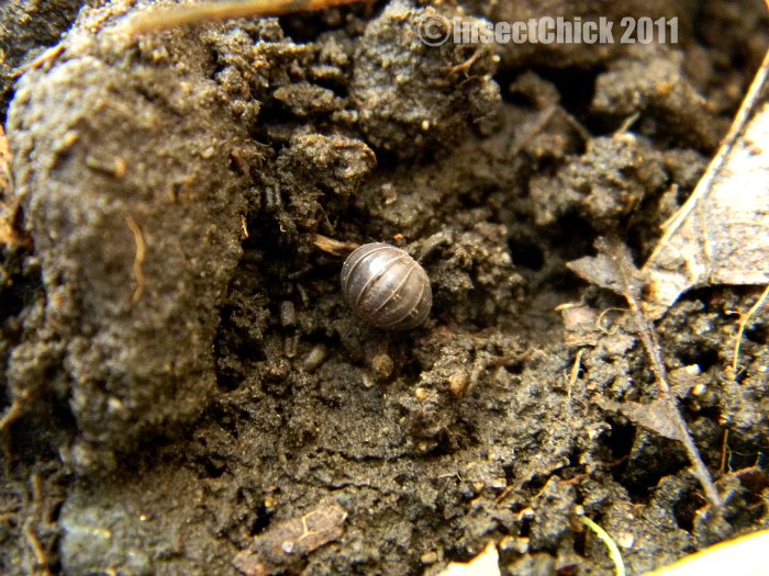 Armadillidium Vulgare