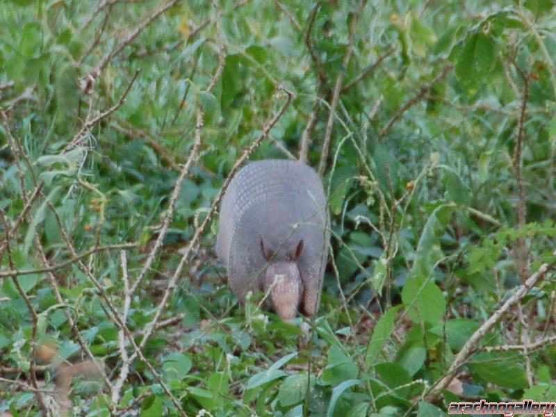 Armadillo