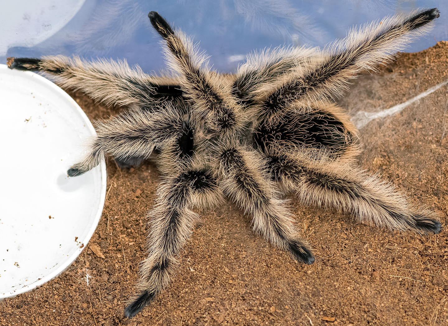 Arnold Schwarzeleggar (T. albopilosus) Fluffball pic #2