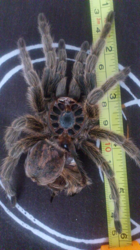 Around 6" molt so she will be a big Rosea now.