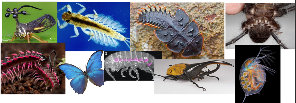 arthropod sticky-outty things.png