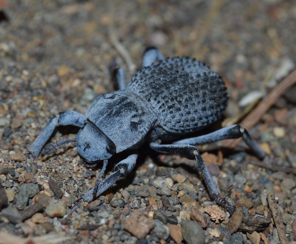 Asbolus verrucosus(Blue Death Feigning Beetle)