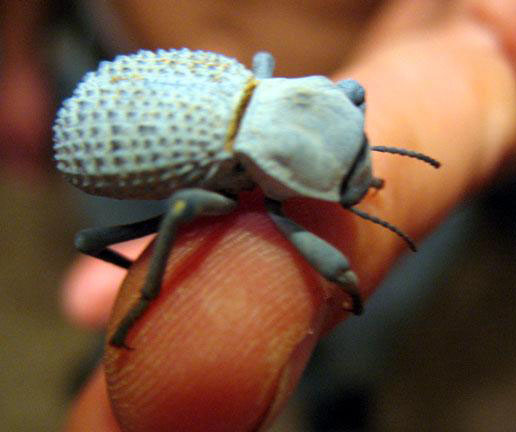 Asbolus verrucosus