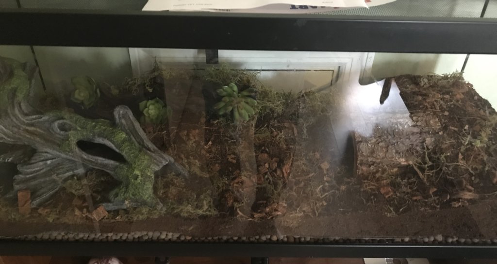 Asian Forest Scorpion enclosure