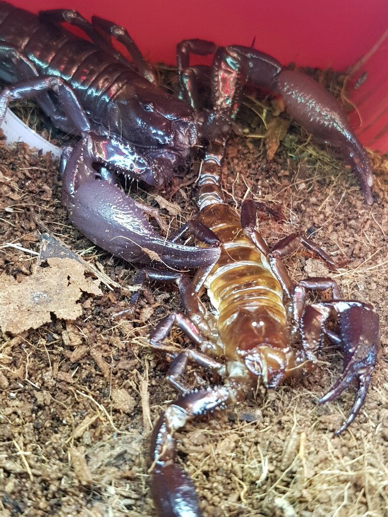 Asian Forest scorpion molted