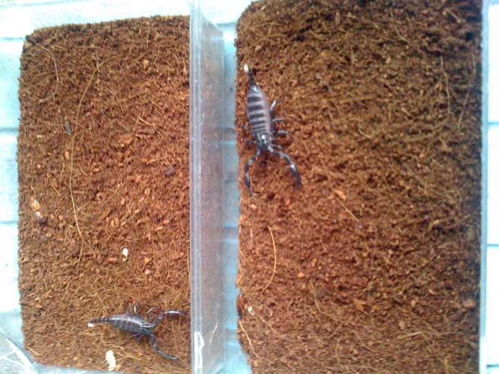 asian forest scorpion