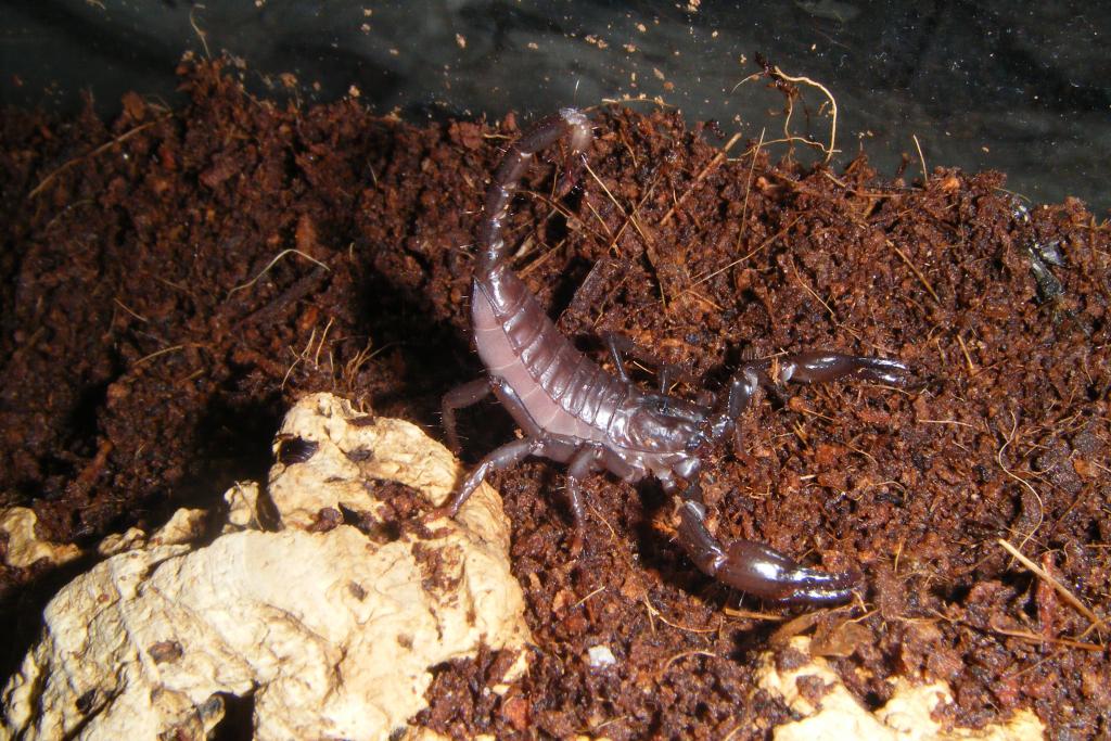 asian forest scorpion